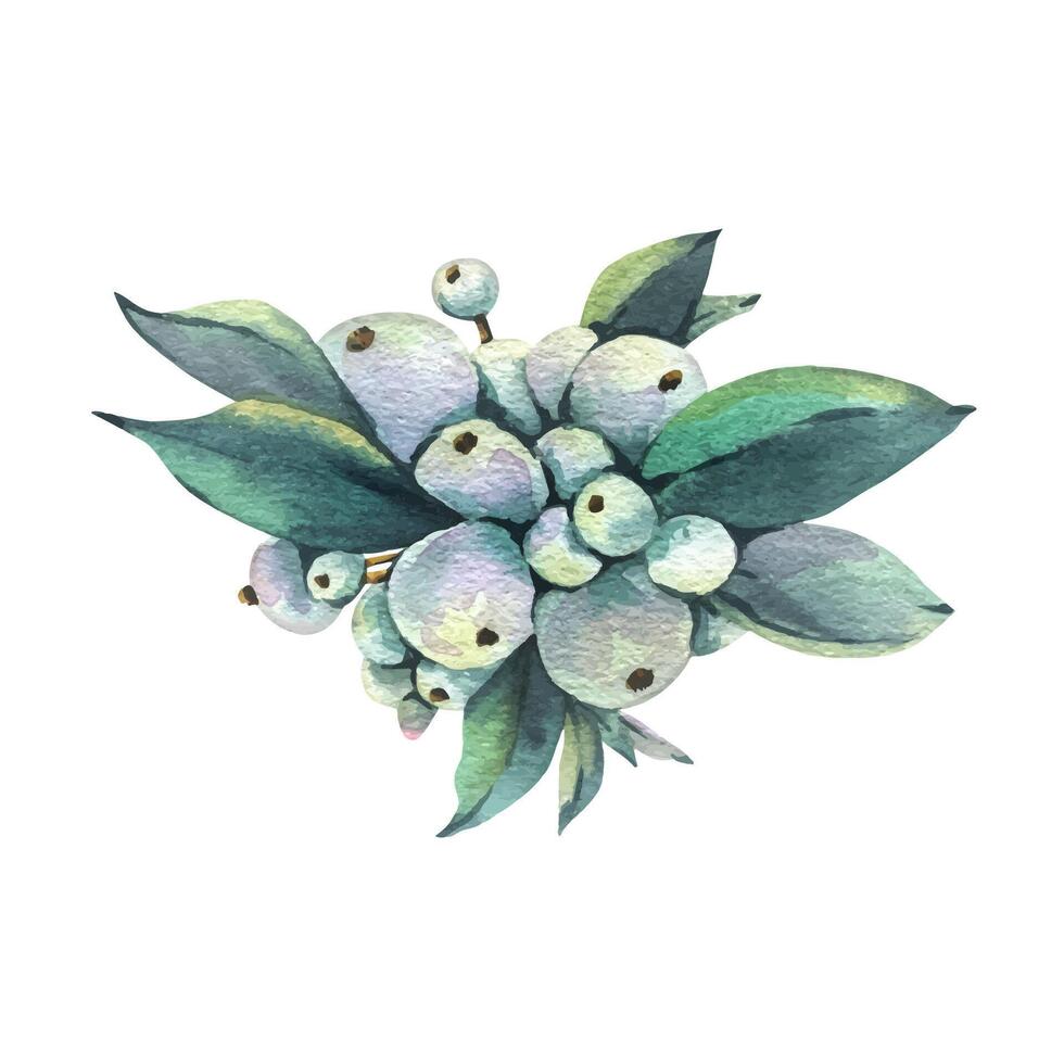 Snowberry branch with white berries and green leaves. Hand-drawn watercolor illustration for winter, New Year, Christmas decoration. Separate element isolated from the background. vector