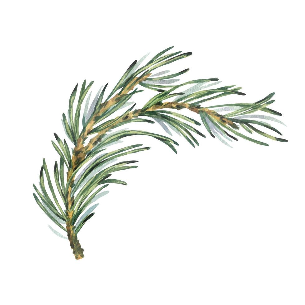 Pine branch with green needles, forest plants for winter and christmas decor. Watercolor illustration, hand drawn. Isolated object on a white background. vector
