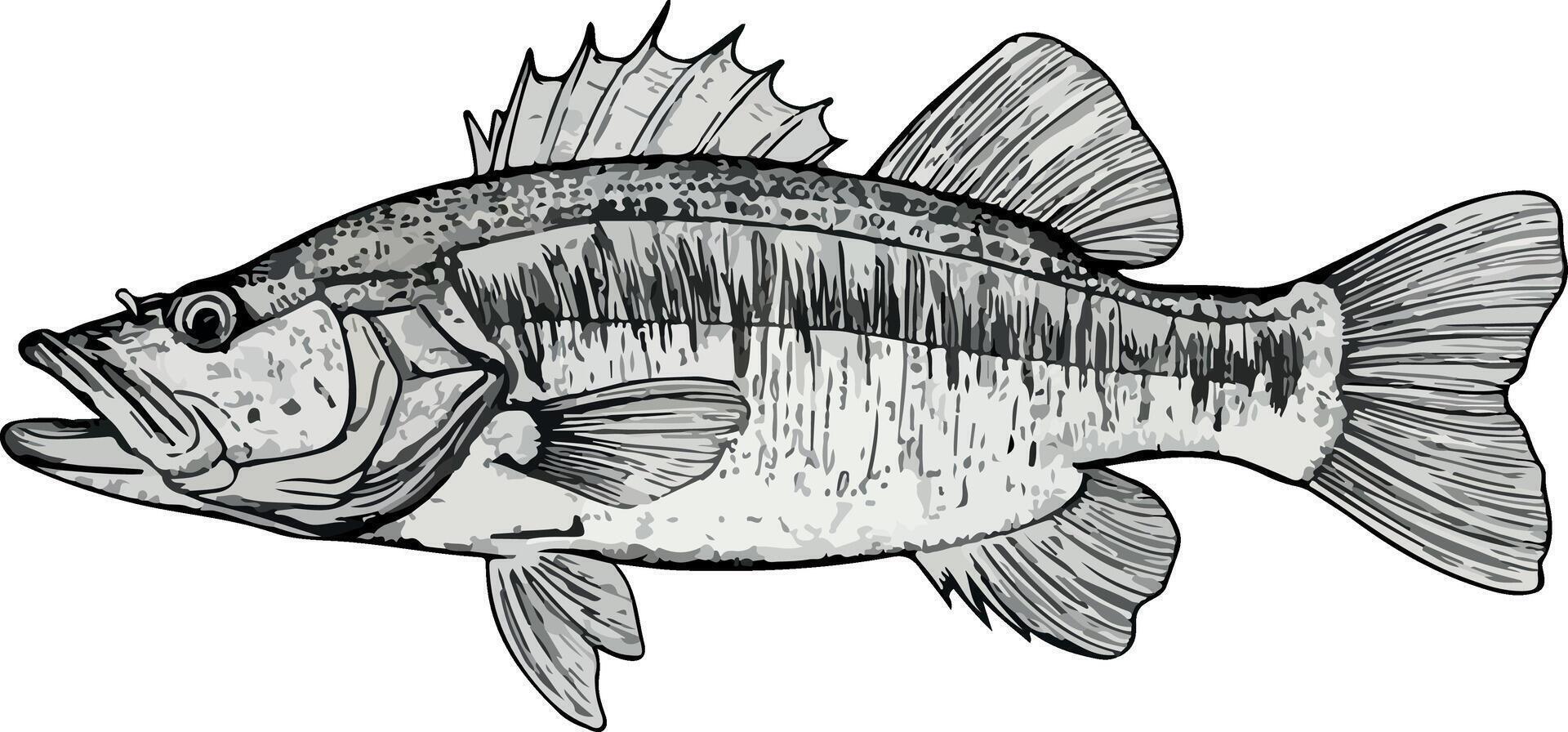 Artwork of walleye fish vector