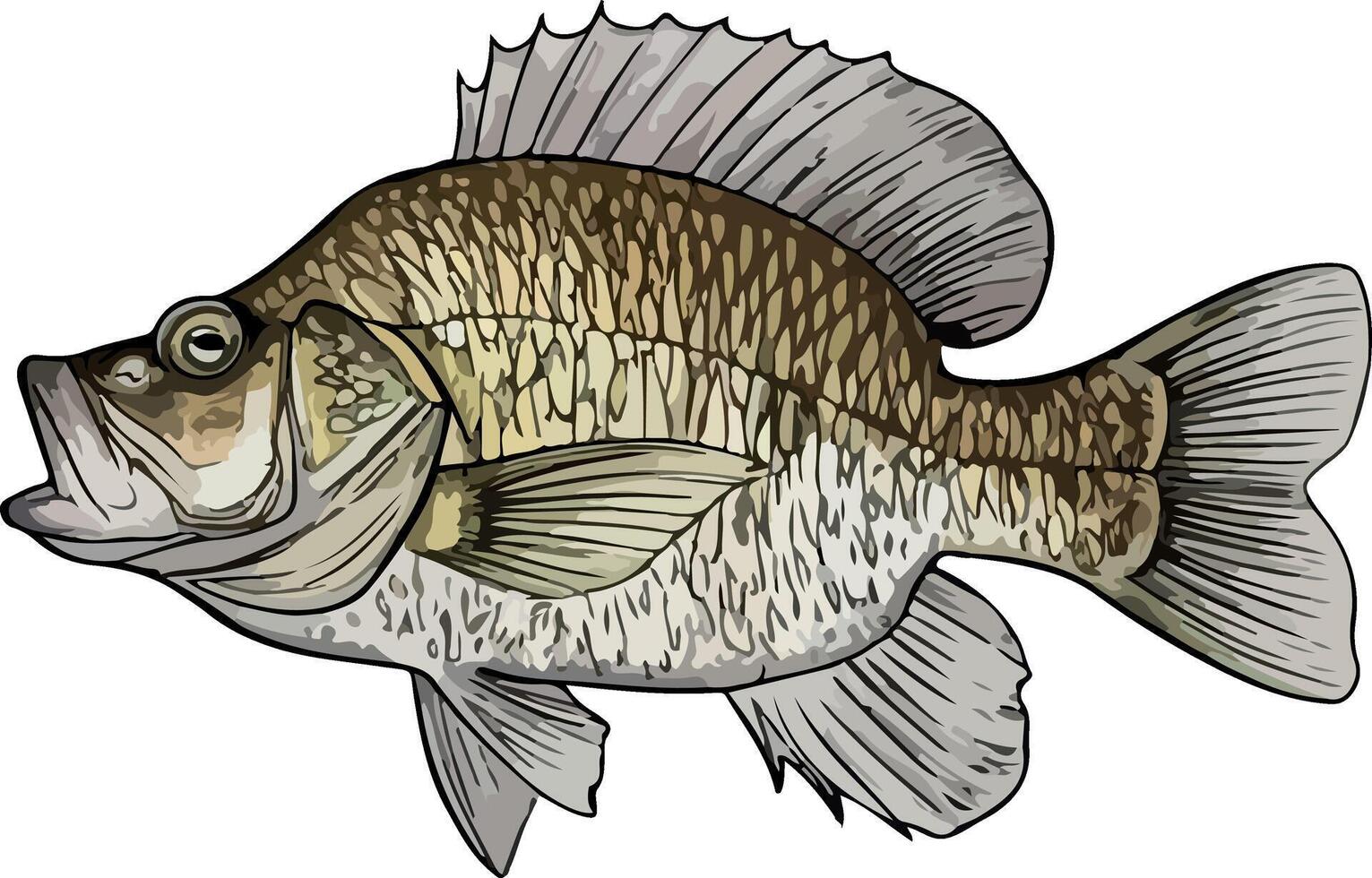 Artwork of crappie fish vector