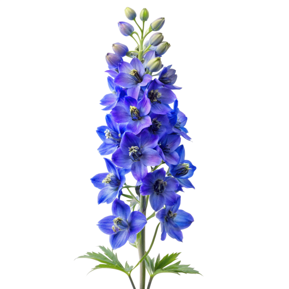 Larkspur flower isolated on a transparent background png