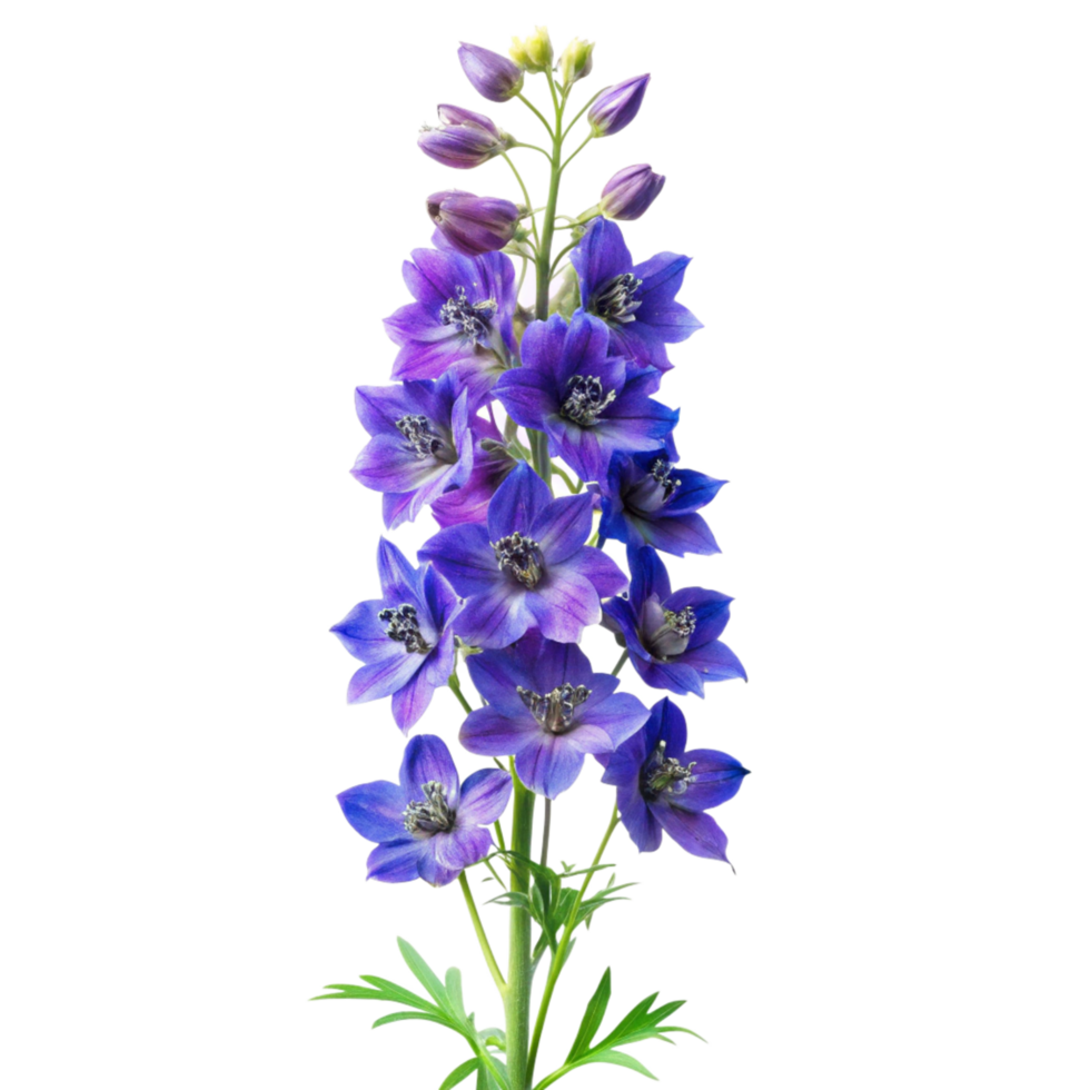 Larkspur flower isolated on a transparent background png