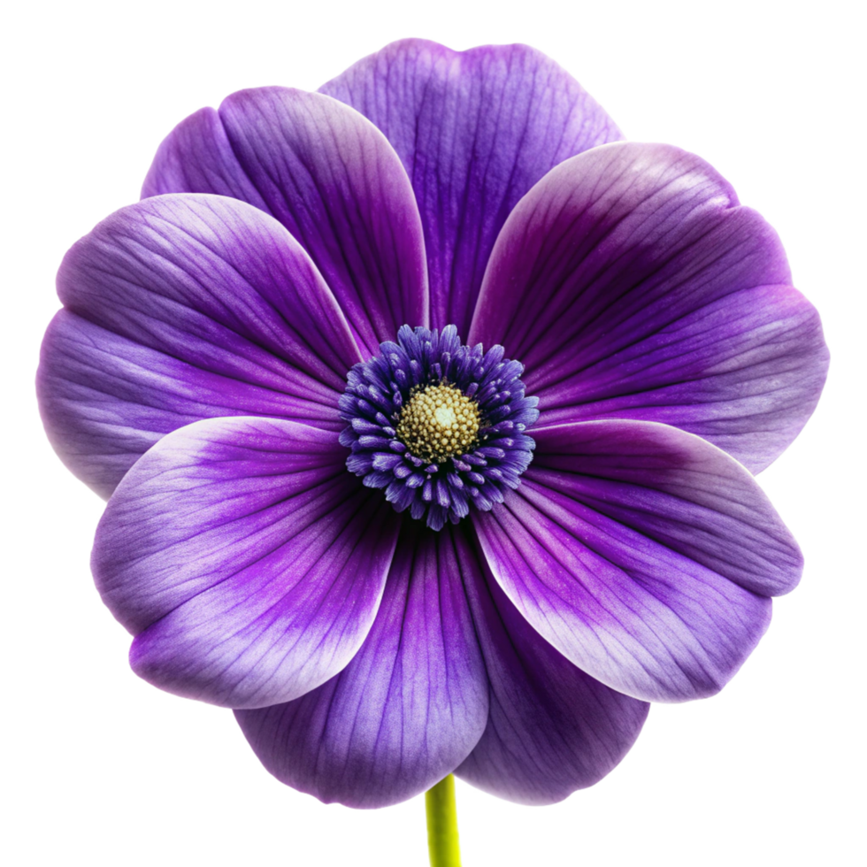 Violet flower isolated on transparent background png