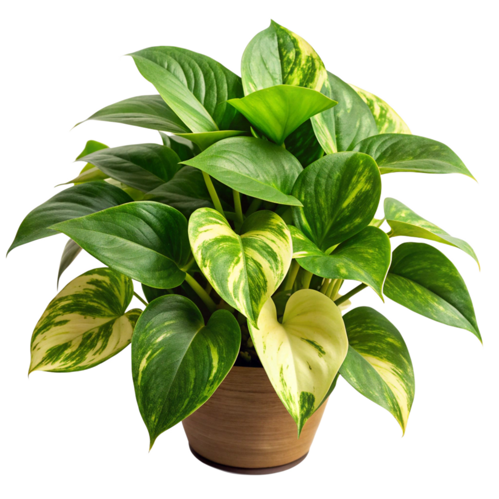 Pothos Epipremnum Aureum flower isolated on transparent background png