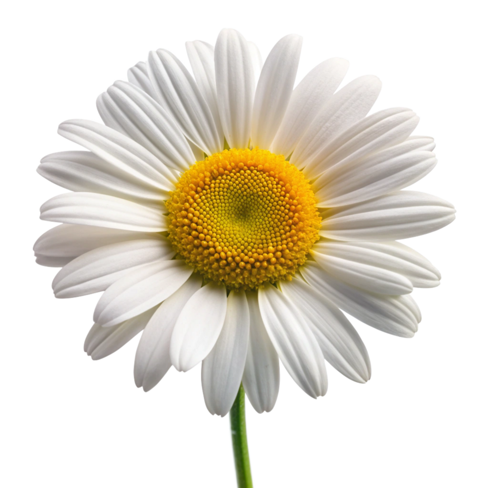 Oxeye flower isolated on transparent background png