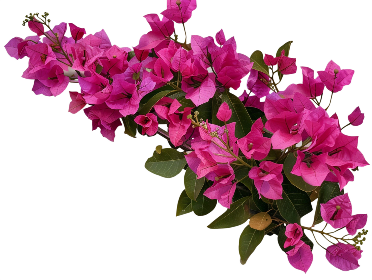 Pink bougainvillea flower branch isolated on transparent background png
