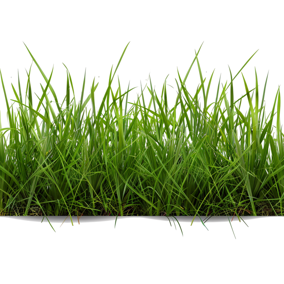 Green Grass on Transparent Background png