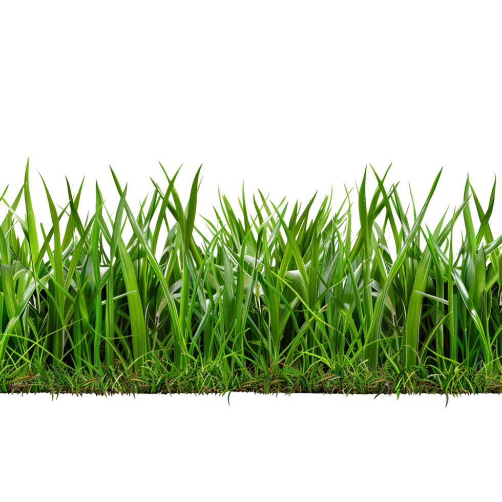 Green Grass on Transparent Background png