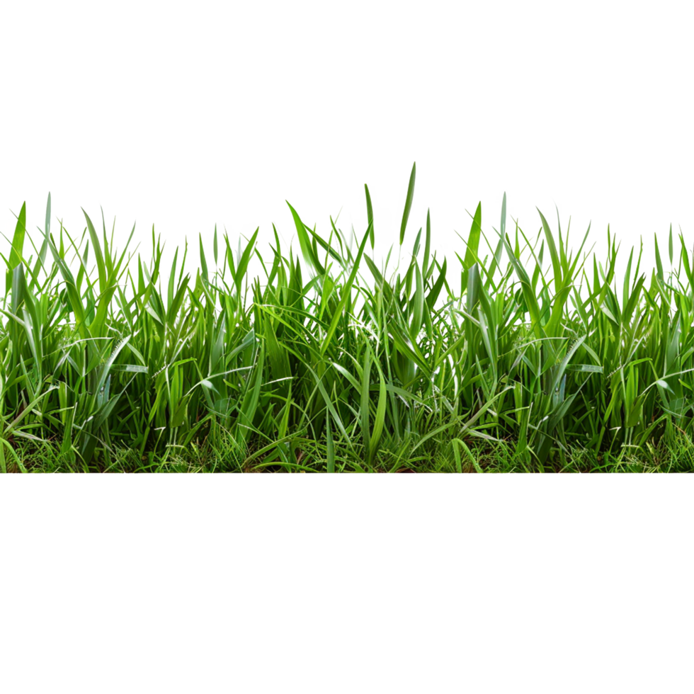 Green Grass on Transparent Background png