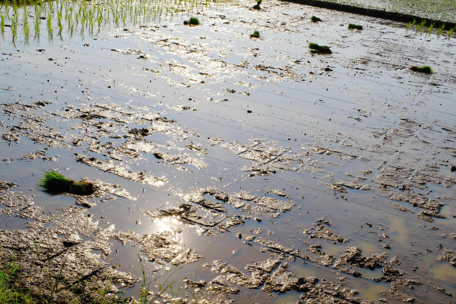 Photograph of Rice Field with Newly Planted Seedlings. Agricultural Industry. Panoramic Landscape. Graphic Resources. Selective Focus. Nature Photography Concept photo