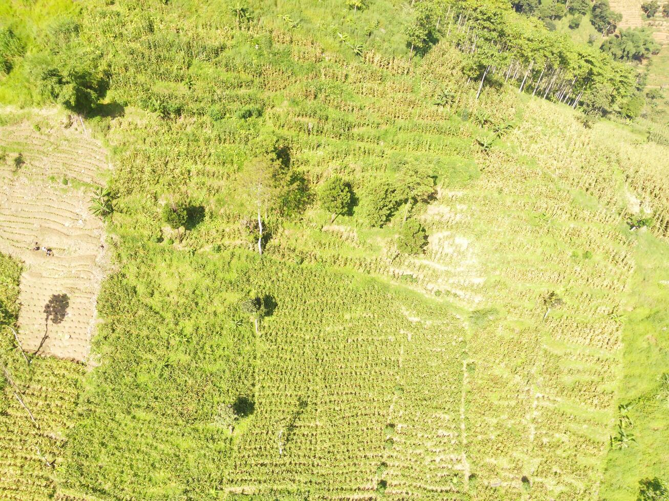 Aerial shot of the slopes of Mount Padakasih located in Cikancung - Indonesia. Forestry Industry. Panoramic Landscape. Graphic Resources. Selective Focus. Aerial Landscape Photography Concept photo