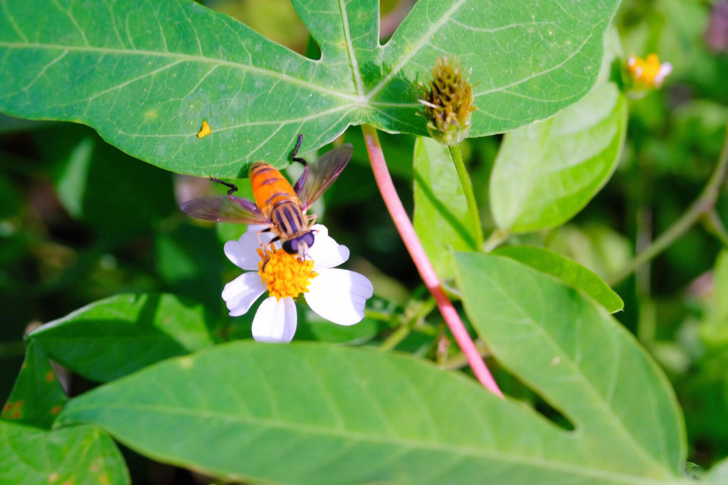Photograph of House Fly with type Musca Domestica perched on Biden Pilosa Flower. Background of beautiful and exotic animals in the wild. Animal Wildlife. Animal Macro. Fauna Photgraphy. Macro Concept photo