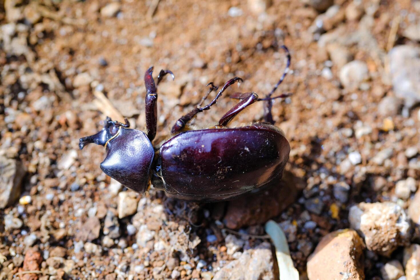 Photography of dead body of black horned beetle isolated. Background of beautiful and exotic animals in the wild. Animal Wildlife. Animal Macros. Fauna Photography. Macro Photography Concept photo