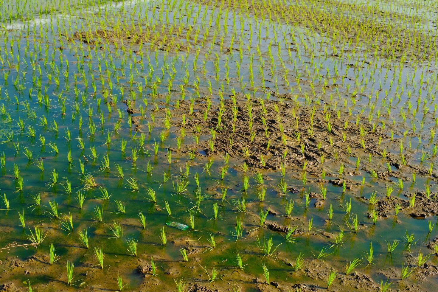 Photograph of Rice Field with Newly Planted Seedlings. Agricultural Industry. Panoramic Landscape. Graphic Resources. Selective Focus. Nature Photography Concept photo