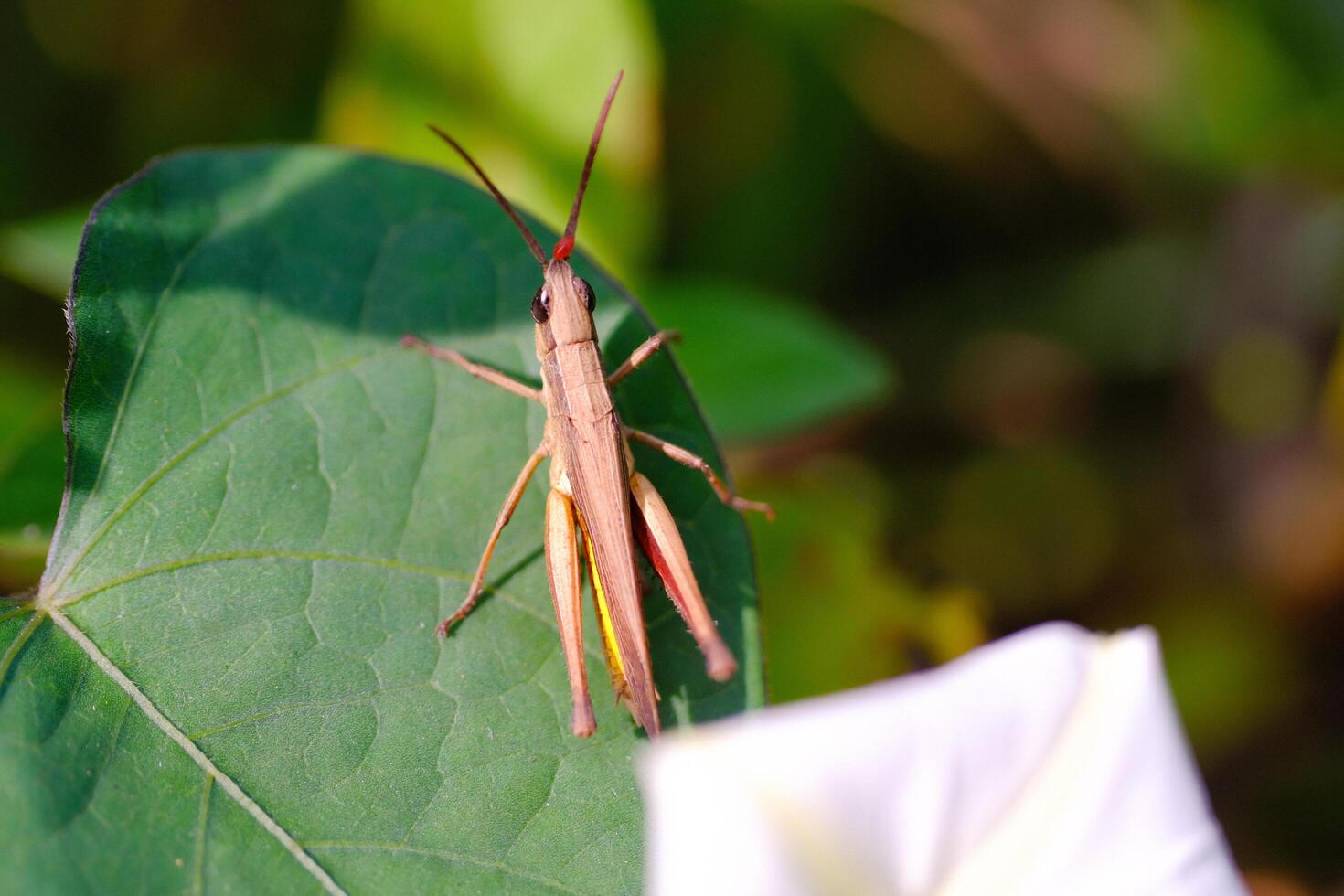 Photograph of brown grasshopper perched near Ipomoea Obscura Flowers. Background of beautiful and exotic animals in the wild. Animal Wildlife. Animal Macros. Animal Photography. Macro Photography photo