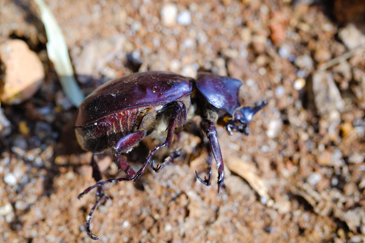 Photography of dead body of black horned beetle isolated. Background of beautiful and exotic animals in the wild. Animal Wildlife. Animal Macros. Fauna Photography. Macro Photography Concept photo