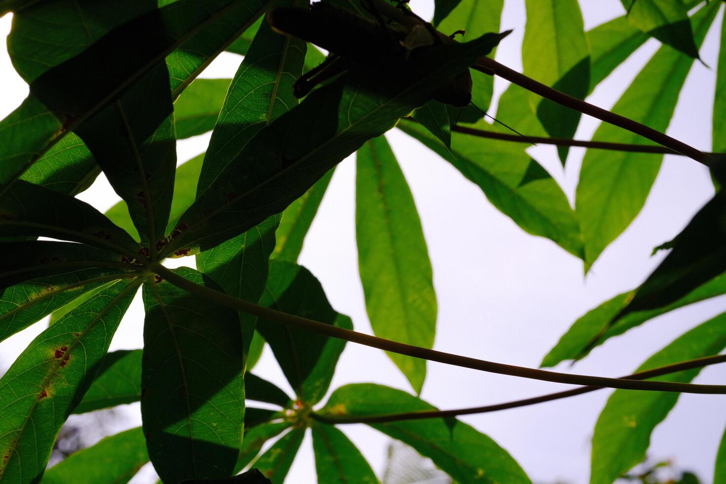 Background of Infected Cassava Leaves. Textured Details of beautiful and exotic Plants in the wild. Graphic Resources. Botanical Photography. Blooming Flowers. Blossom, Flora, Botany. photo