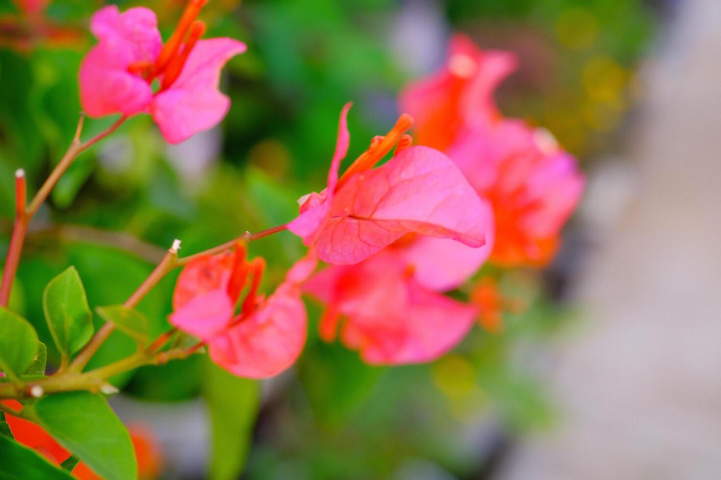 Macro Of Pink Bougainvillea Spectabillis Flowers in the garden. Textured Details of beautiful and exotic Plants in the wild. Graphic Resources. Botanical Photography. Blooming Flowers. Blossom, Flora photo