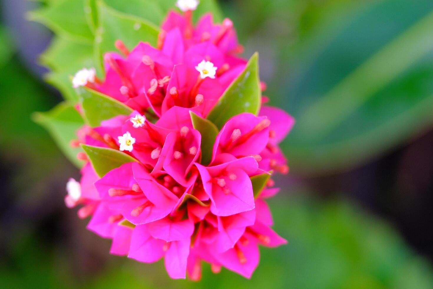 Macro Of Pink Bougainvillea Spectabillis Flowers in the garden. Textured Details of beautiful and exotic Plants in the wild. Graphic Resources. Botanical Photography. Blooming Flowers. Blossom, Flora photo