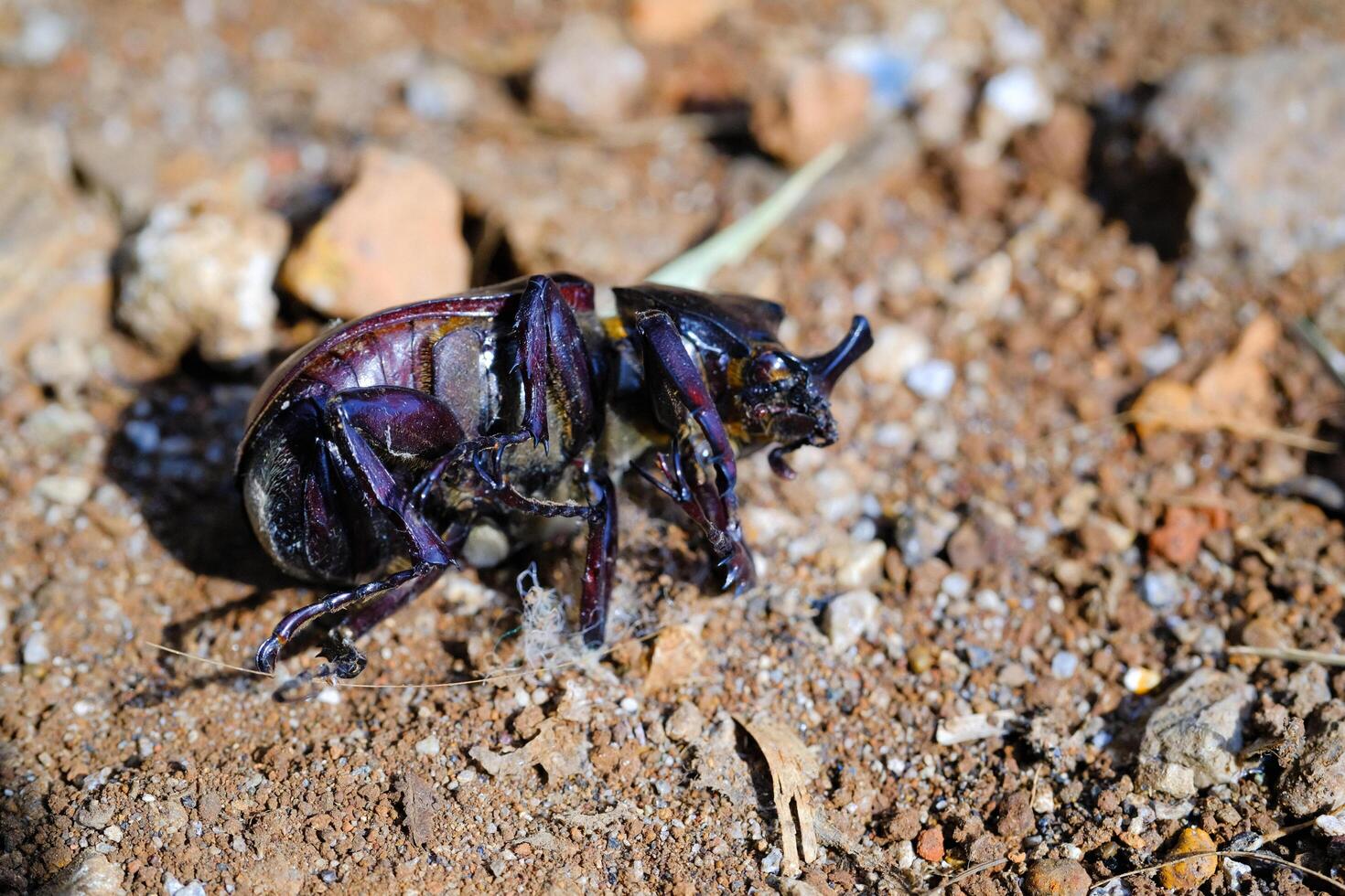 Photography of dead body of black horned beetle isolated. Background of beautiful and exotic animals in the wild. Animal Wildlife. Animal Macros. Fauna Photography. Macro Photography Concept photo