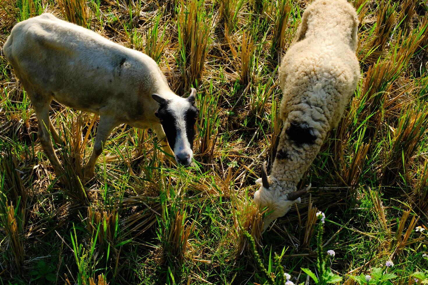 A group of Domestic Goats eating grass and bushes in a rice field. A domestic goat wandering in the middle of a dry rice field. Fauna and Zoology. Animal in the wilds. Animal farming industry photo