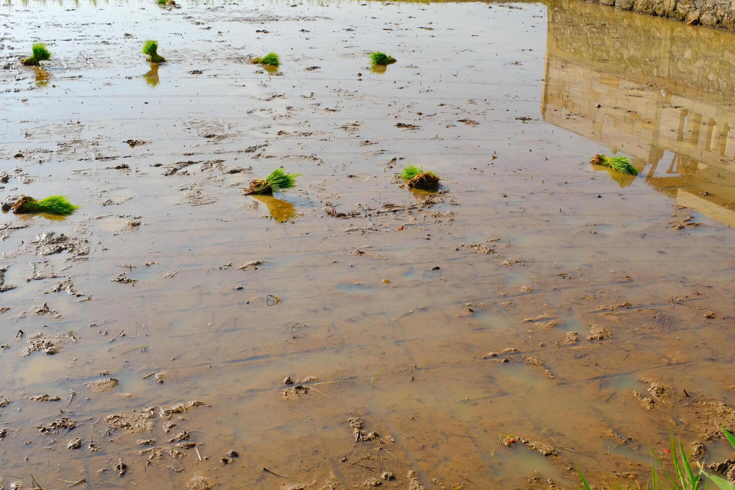 Photograph of Rice Field with Newly Planted Seedlings. Agricultural Industry. Panoramic Landscape. Graphic Resources. Selective Focus. Nature Photography Concept photo