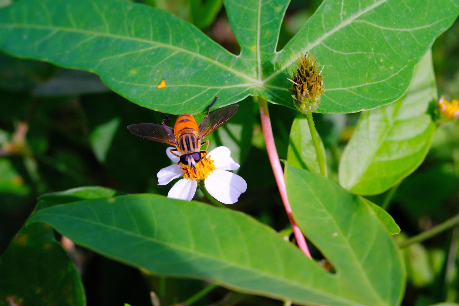 Photograph of House Fly with type Musca Domestica perched on Biden Pilosa Flower. Background of beautiful and exotic animals in the wild. Animal Wildlife. Animal Macro. Fauna Photgraphy. Macro Concept photo