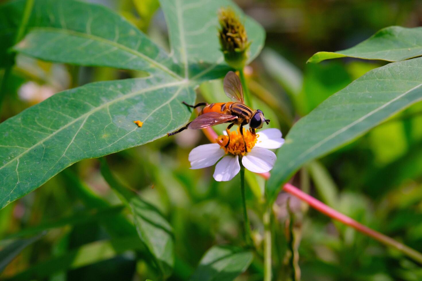 Photograph of House Fly with type Musca Domestica perched on Biden Pilosa Flower. Background of beautiful and exotic animals in the wild. Animal Wildlife. Animal Macro. Fauna Photgraphy. Macro Concept photo