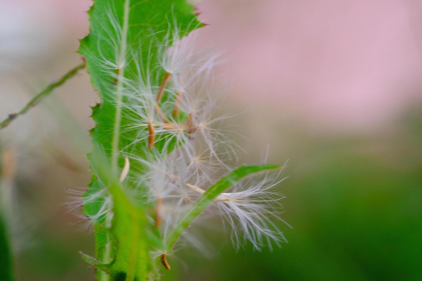 Closeup shot of a dandelion seed stuck in a leaf. Textured Details of beautiful and exotic Plants in the wild. Graphic Resources. Botanical Photography. Blooming Flowers. Blossom, Flora, Botany. photo