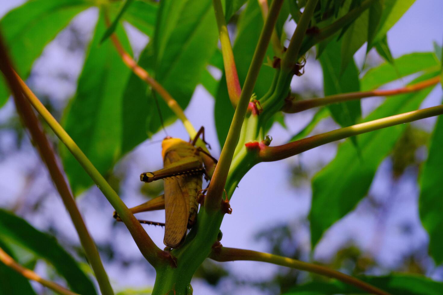 Photograph of Giant grasshopper taking shelter in a cassava tree. Background of beautiful and exotic animals in the wild. Animal Wildlife. Animal Macros. Animal Photography. Macro Photography Concept photo