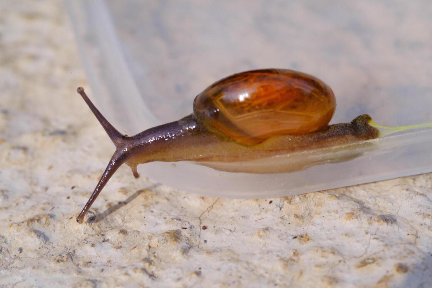 Photography of tiny snail crawling down on transparent plastic. Background of beautiful and exotic animals in the wild. Animal Wildlife. Animal Macros. Fauna Photography. Macro Photography Concept photo
