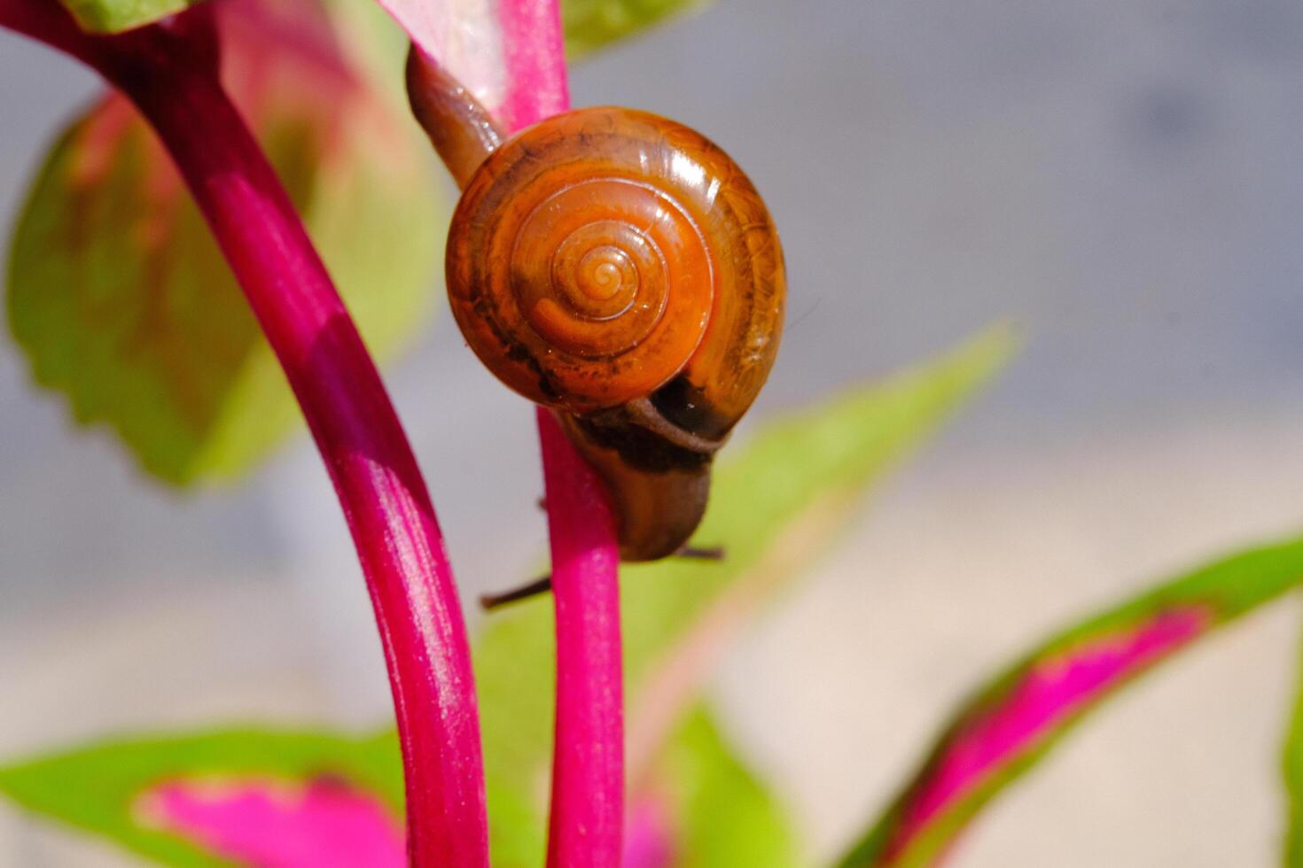 Closeup of a tiny snail crawling down from pink leaf stalk. Background of beautiful and exotic animals in the wild. Animal Wildlife. Macro Photography. Cute Animals. photo