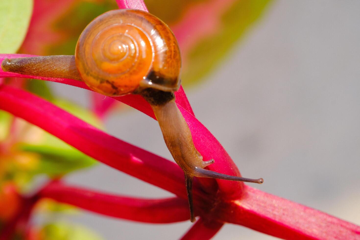 Closeup of a tiny snail crawling down from pink leaf stalk. Background of beautiful and exotic animals in the wild. Animal Wildlife. Macro Photography. Cute Animals. photo
