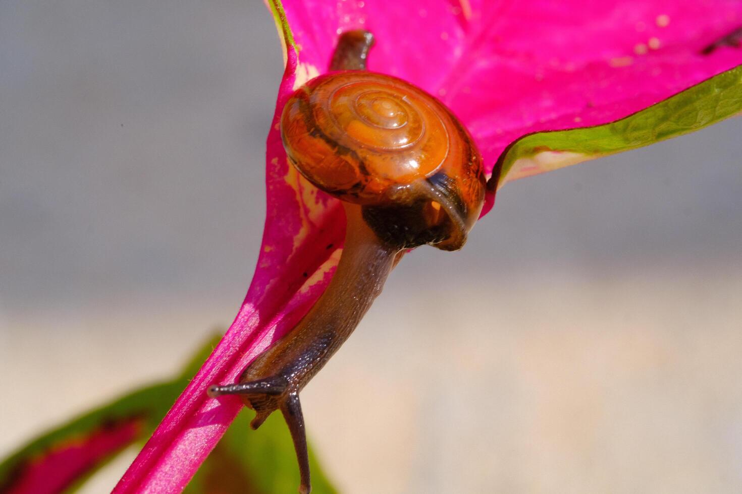 Closeup of a tiny snail crawling down from pink leaf stalk. Background of beautiful and exotic animals in the wild. Animal Wildlife. Macro Photography. Cute Animals. photo