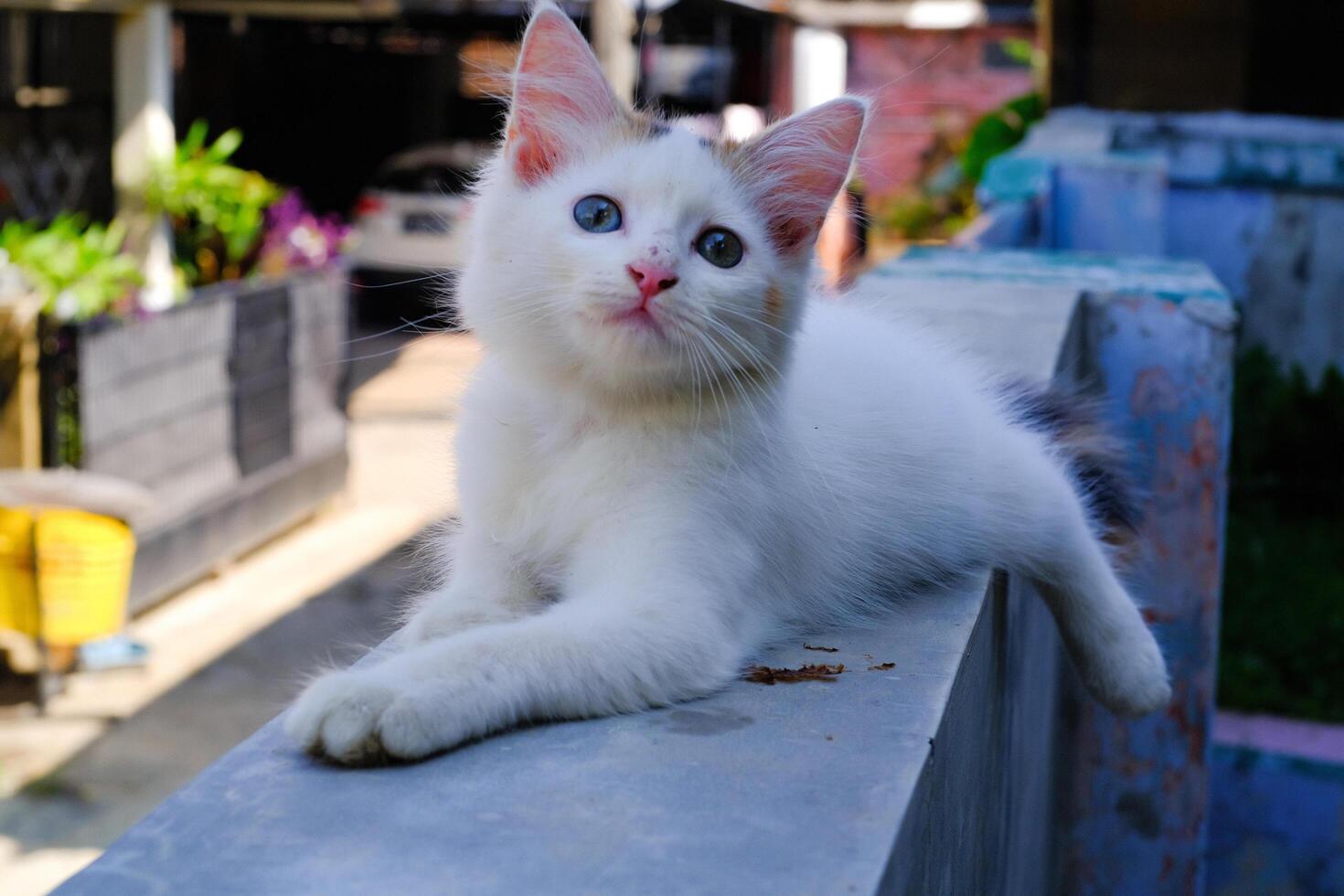 Cute White Kitten Lazing on the Fence Wall. Pets are relaxing in the yard. Animal Pets. Fauna Photography. Animal Themes. Furry cats. Graphic Resources. Animal Behavior photo