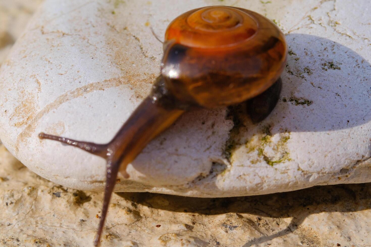 Macrophotography Tiny snail crawling down from a white rock. Background of beautiful and exotic animals in the wild. Animal Wildlife. Animal Photography. Fauna Photography Concept. Motion photo
