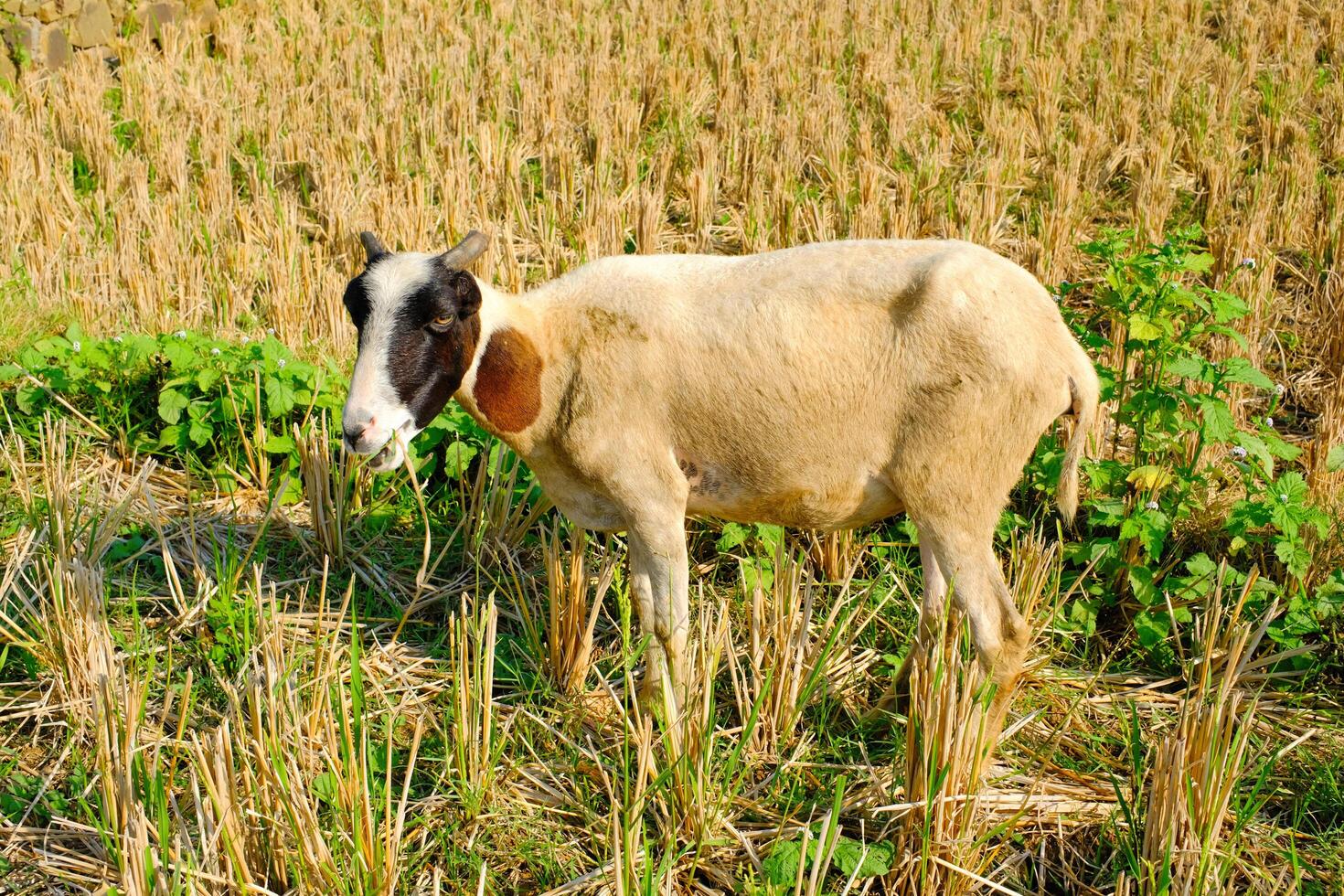 Photograph of Domestic Goats eating the remains of the rice field harvest. A domestic goat wandering in the middle of a dry rice field. Fauna and Zoology. Animal Photgraphy. Animal in the wilds photo