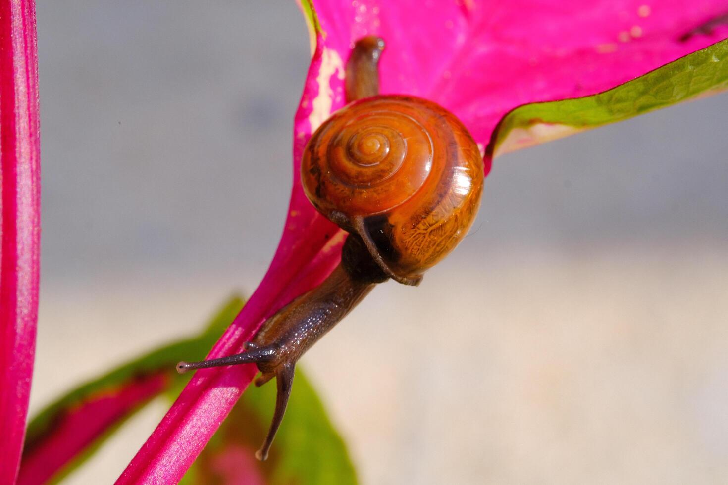 Closeup of a tiny snail crawling down from pink leaf stalk. Background of beautiful and exotic animals in the wild. Animal Wildlife. Macro Photography. Cute Animals. photo