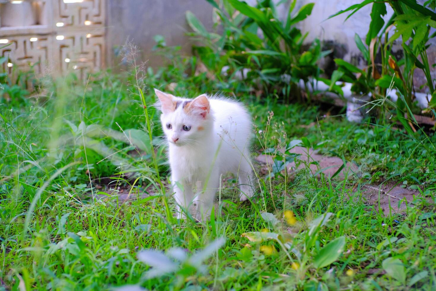 Cute White Kitten playing in the grassy yard. Pets are playing in the yard. Animal Pets. Fauna Photography. Animal Themes. Furry cats. Graphic Resources. Animal Behavior photo