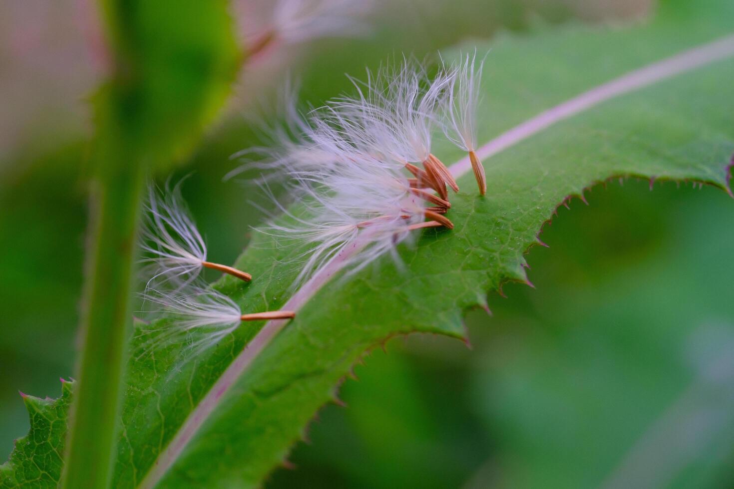 Closeup shot of a dandelion seed stuck in a leaf. Textured Details of beautiful and exotic Plants in the wild. Graphic Resources. Botanical Photography. Blooming Flowers. Blossom, Flora, Botany. photo