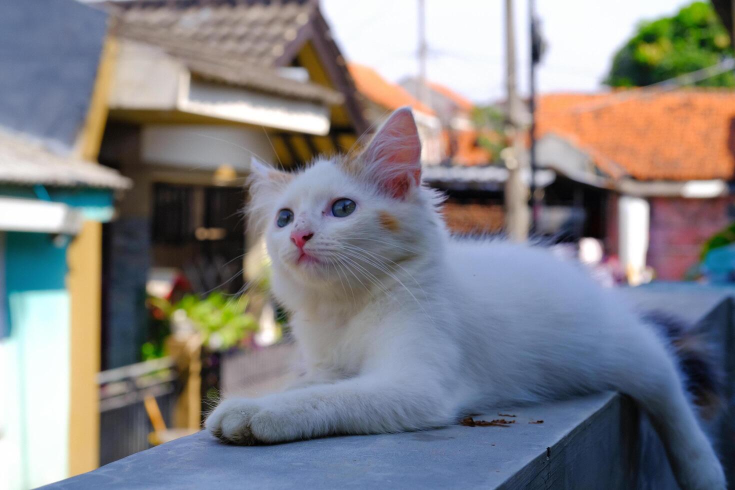 Cute White Kitten Lazing on the Fence Wall. Pets are relaxing in the yard. Animal Pets. Fauna Photography. Animal Themes. Furry cats. Graphic Resources. Animal Behavior photo