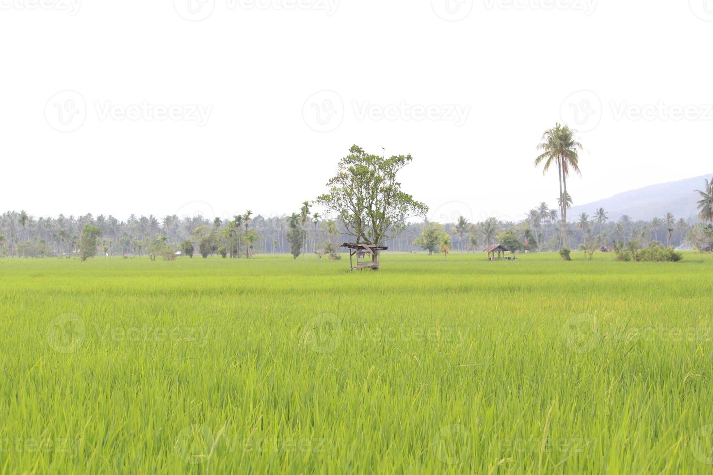 View of Green Rice Fields in the Afternoon photo