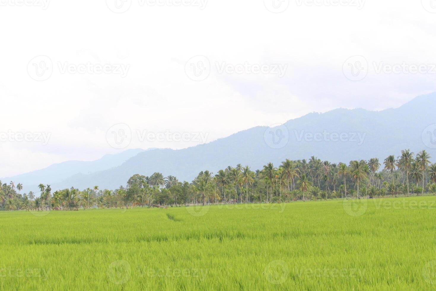 The expanse of green rice fields in the village is a feast for the eyes photo