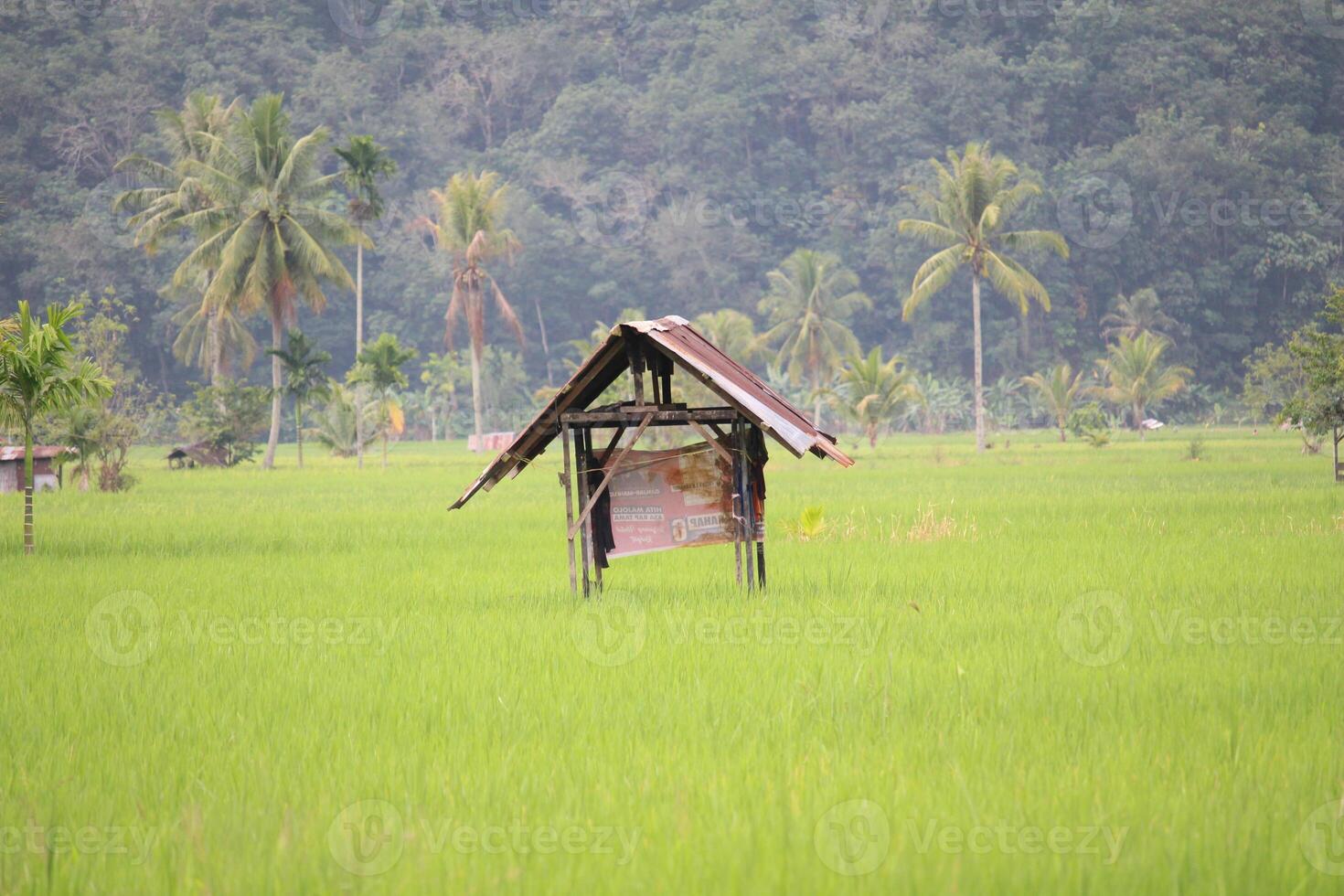 Wooden Hut in the Middle of Rice Fields with Hill Background photo