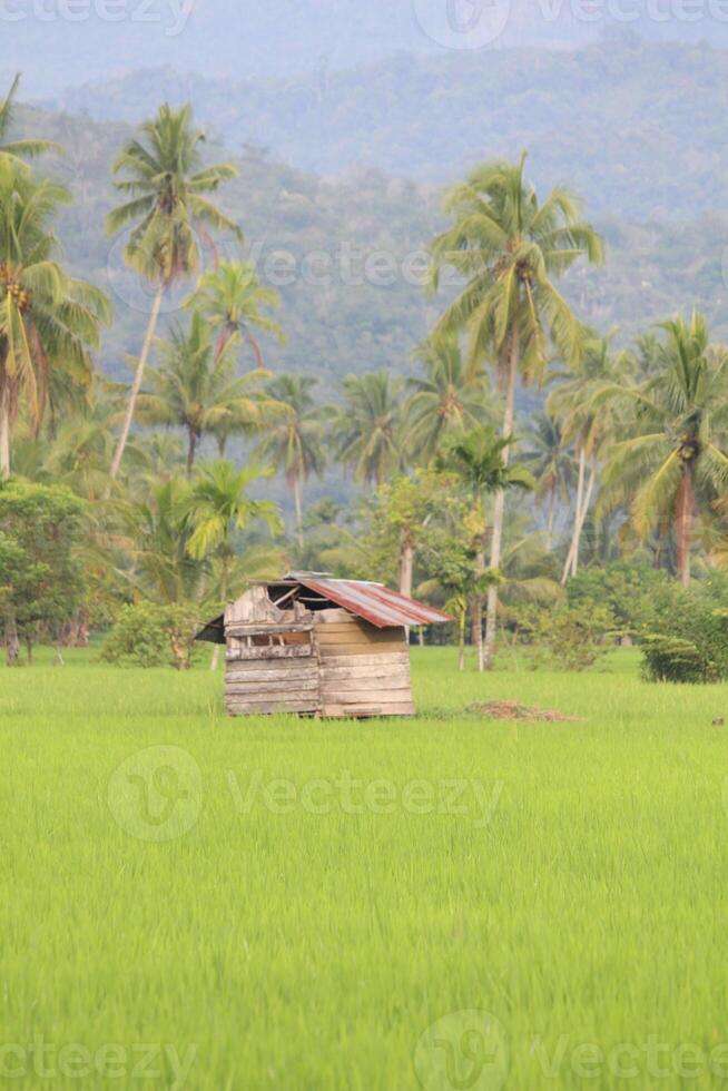 A wooden shack in the middle of a lush green rice field surrounded by palm trees. photo