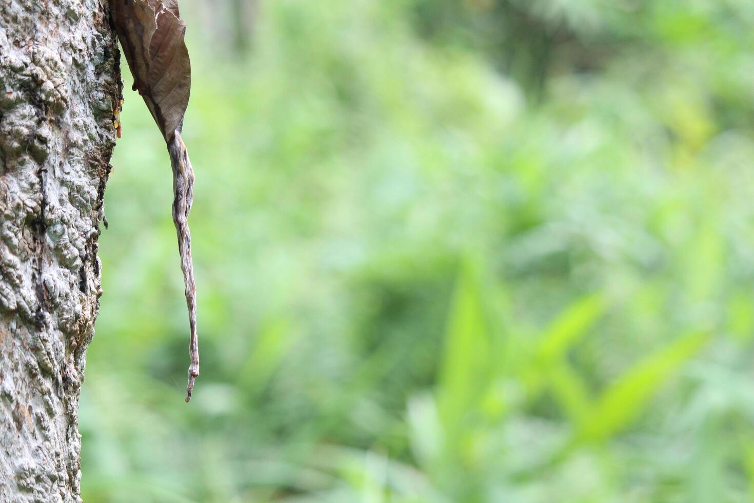A close up view of resin flowing down the side of a pine tree trunk in a forest setting. photo