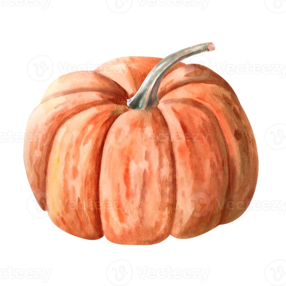 Orange pumpkin painted with watercolor. Illustration on the theme of harvest, Halloween for printing on fabric, packaging for bakeries, , fairs. Illustration isolated from the background. png