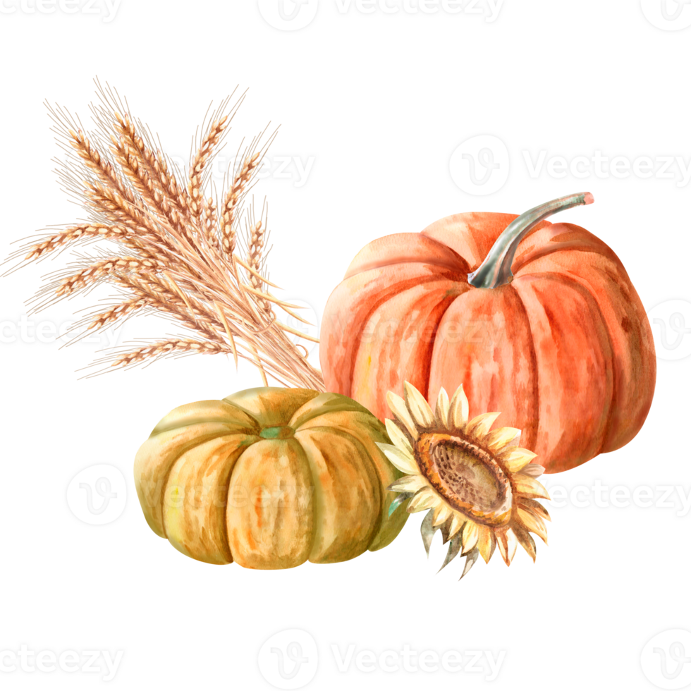 A composition of pumpkins, a bunch of wheat ears and a sunflower painted in watercolor. Illustration on the theme of autumn, for fairs, invitations. The illustration is isolated from the background. png