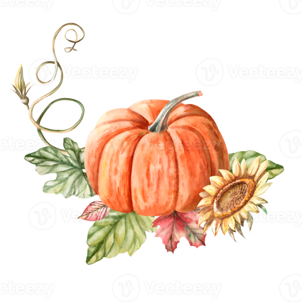 Composition of pumpkin, leaves, sunflower, climbing stem painted in watercolor. Illustration on the theme of autumn, for fairs, packaging, invitations. Illustration isolated from the background. png
