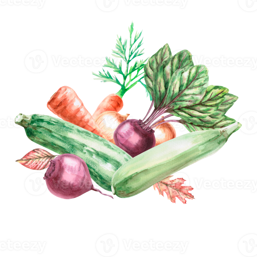 Composition of zucchini, leaves, onions, carrots, beets painted in watercolor. Illustration on the theme of harvest, for fairs, packaging, invitations. Illustration is isolated from the background. png